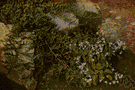 Epimedium - herbaceous perennials of Mediterranean to India and eastern Asia