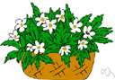 Anemone occidentalis - of western North America