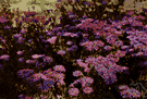 mesembryanthemum - South African annual or biennial plants having flowers that open only in bright sunlight