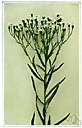 white prairie aster