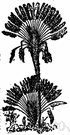 traveller's tree - giant treelike plant having edible nuts and leafstalks that yield a refreshing drink of clear watery sap