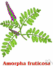false indigo - dense shrub of moist riverbanks and flood plains of the eastern United States having attractive fragrant foliage and dense racemes of dark purple flowers