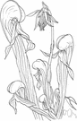 California pitcher plant - marsh or bog herb having solitary pendulous yellow-green flowers and somewhat twisted pitchers with broad wings below