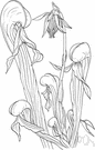 Darlingtonia californica - marsh or bog herb having solitary pendulous yellow-green flowers and somewhat twisted pitchers with broad wings below