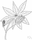palma christ - large shrub of tropical Africa and Asia having large palmate leaves and spiny capsules containing seeds that are the source of castor oil and ricin