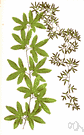 Lygodium palmatum - delicate fern of the eastern United States having a twining stem and palmately-lobed sterile fronds and forked fertile fronds