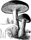 genus Clitocybe - a genus of agarics with white to pale yellow spore deposits and fleshy stalks centrally attached to the cap and closely attached gills