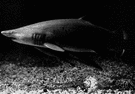 genus Carcharias - type and sole genus of Carchariidae: sand sharks