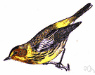 Dendroica tigrina - North American wood warbler Dendroica tigrina - North American wood warbler
