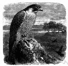 peregrine falcon - a widely distributed falcon formerly used in falconry
