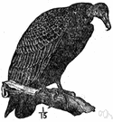 Cathartes - type genus of the Cathartidae: turkey vultures