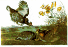 Tympanuchus - prairie chickens