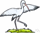 genus Ciconia - type genus of the Ciconiidae: European storks