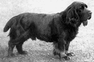 Sussex spaniel - an English breed with short legs and a golden liver-colored coat