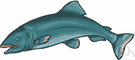 Salmonidae - salmon and trout