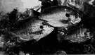 Lepomis macrochirus - important edible sunfish of eastern and central United States