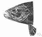 smallmouth - a variety of black bass