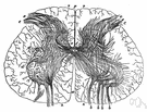 spinal canal - the canal in successive vertebrae through which the spinal cord passes