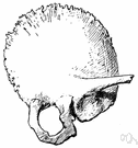 os temporale - a thick bone forming the side of the human cranium and encasing the inner ear