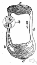 systemic circulation - circulation that supplies blood to all the body except to the lungs
