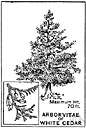 Atlantic white cedar - slow-growing medium-sized cedar of east coast of the United States