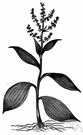 Trautvetteria - small genus of perennial herbs: false bugbane