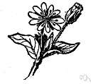 Cerastium alpinum - widespread in the Arctic and on mountains in Europe