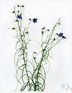 harebell - perennial of northern hemisphere with slender stems and bell-shaped blue flowers