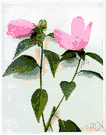 Hibiscus moscheutos - showy shrub of salt marshes of the eastern United States having large rose-colored flowers