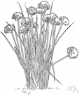 schnittlaugh - perennial having hollow cylindrical leaves used for seasoning