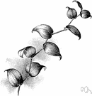 smilax - fragile twining plant of South Africa with bright green flattened stems and glossy foliage popular as a floral decoration