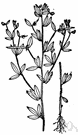 Lotus americanus - North American annual with red or rose-colored flowers