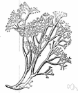 reindeer lichen - an erect greyish branching lichen of Arctic and even some north temperate regions constituting the chief food for reindeer and caribou and sometimes being eaten by humans