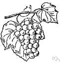 Vitis labrusca - native grape of northeastern United States