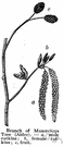 monoicous - having male and female reproductive organs in the same plant or animal