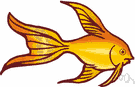 Carassius auratus - small golden or orange-red freshwater fishes of Eurasia used as pond or aquarium fishes