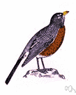 American robin - large American thrush having a rust-red breast and abdomen