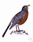 Turdus migratorius - large American thrush having a rust-red breast and abdomen