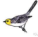 Auriparus flaviceps - very small yellow-headed titmouse of western North America