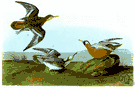 Phalaropus - type genus of the Phalaropidae: phalaropes