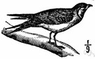 glareole - Old World shorebird with long pointed wings and short legs