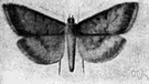 Pyrausta nubilalis - larva of the European corn borer moth