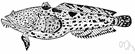 Opsanus tau - bottom-dwelling fish having scaleless slimy skin and a broad thick head with a wide mouth