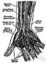 accessory nerve - arises from two sets of roots (cranial and spinal) that unite to form the nerve accessory nerve - arises from two sets of roots (cranial and spinal) that unite to form the nerve