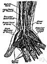 nervus accessorius - arises from two sets of roots (cranial and spinal) that unite to form the nerve