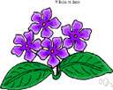 Vinca major - plant having variegated foliage and used for window boxes
