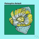 genus Pleiospilos - perennial succulents of South Africa