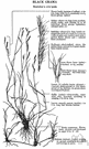 black grama - a pasture grass (especially of western coastal regions of North America)