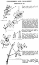 Indian currant - North American deciduous shrub cultivated for it abundant clusters of coral-red berrylike fruits