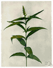 snakehead - showy perennial of marshlands of eastern and central North America having waxy lanceolate leaves and flower with lower part creamy white and upper parts pale pink to deep purple